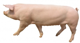 新丹系长白母猪